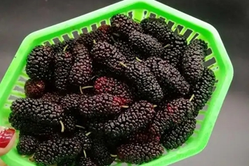 新鲜黑桑葚