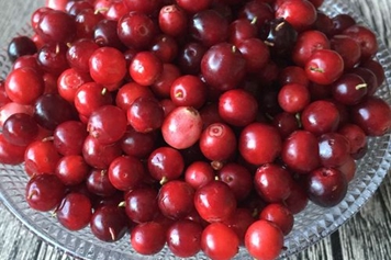 新鲜蔓越莓