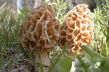 阳雀菌