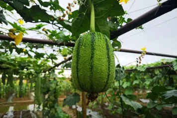 苹果丝瓜