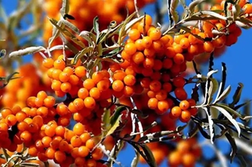 沙棘红果