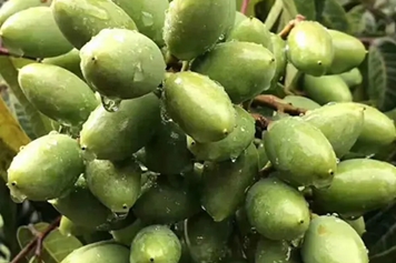 沙榄