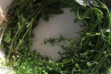 新鲜荠菜煮水喝