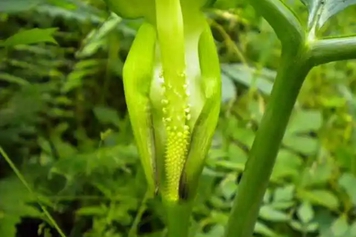山玉米