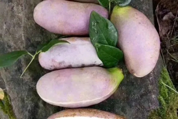 肾果