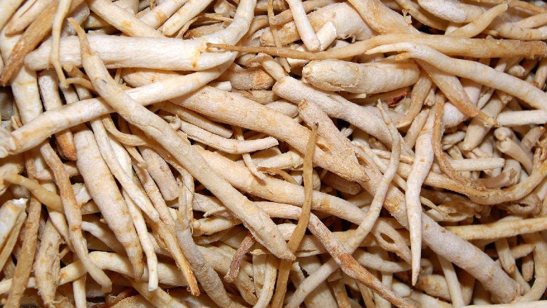 沙参