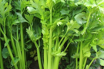 西洋芹菜