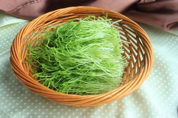 野绿豆苗