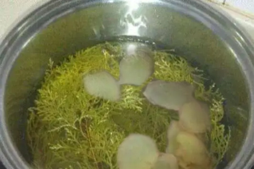 柏树叶生姜煮水