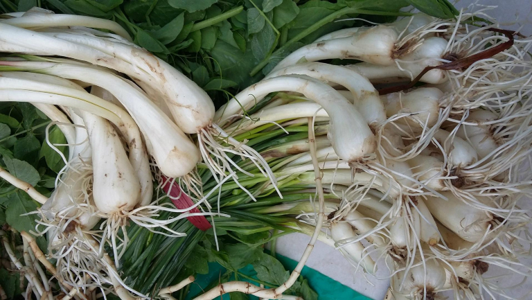 藠头