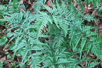 半边风草药
