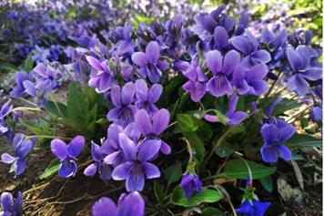 紫花地丁