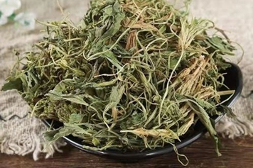 紫花地丁茶