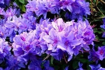 紫花杜鹃