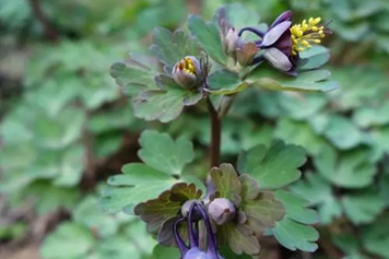 紫花耧斗菜