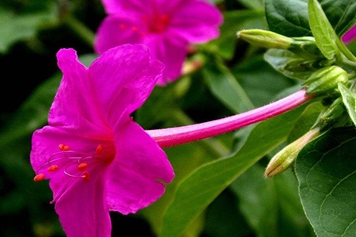 紫花茉莉