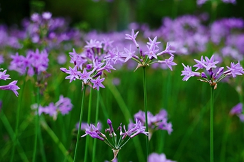 紫娇花