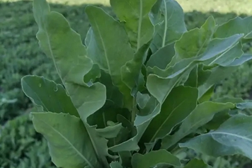 奥斯曼草