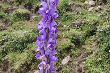 八百棒草药