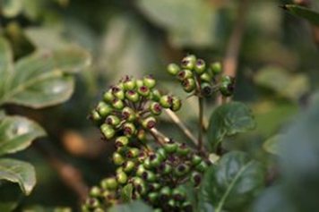 白刺根