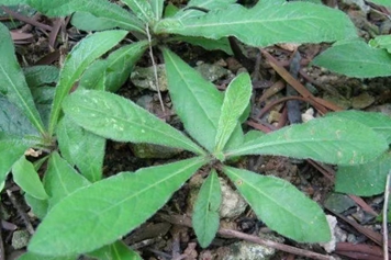 白花地斩头