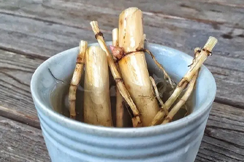 白茅根芦根煮水