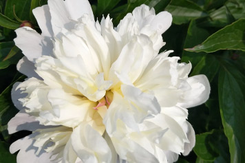 白芍花