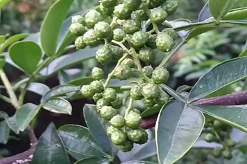 竹叶花椒叶同用