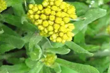 追骨风