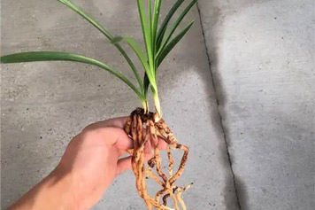 子母草