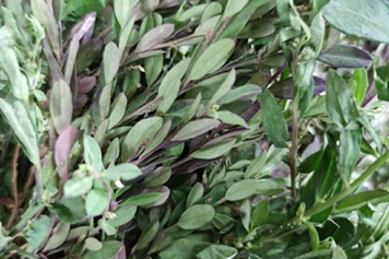 紫背金牛草