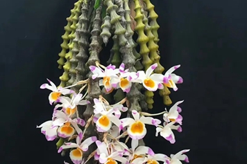 肿节石斛