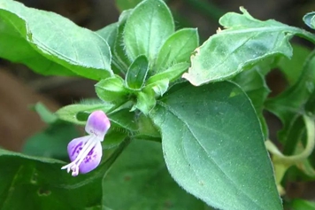 猪肝菜