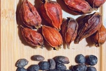 栀子淡豆豉
