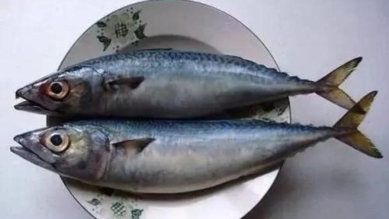 青砖鱼