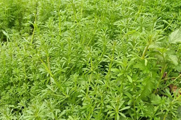 猪秧草