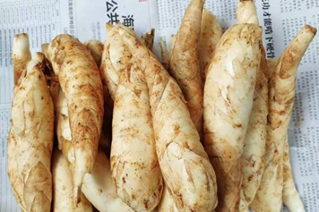 竹根薯