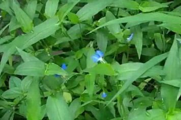 竹壳菜