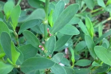 竹片菜