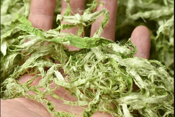 青竹茹