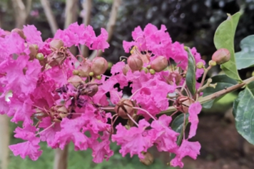 紫薇花