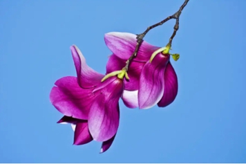 紫色玉兰花