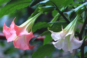 醉仙桃花