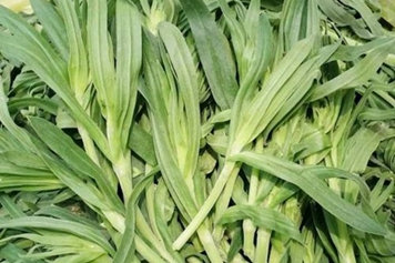 细面条菜