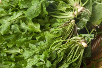 秃萝卜顶野菜