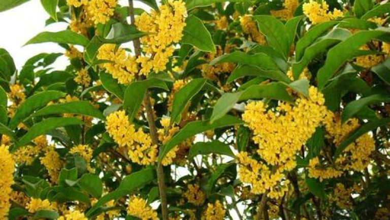 桂花