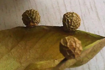 梧桐子