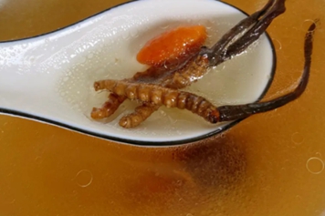 虫草汤
