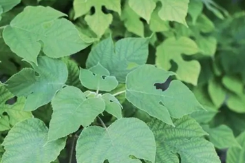楮树叶子
