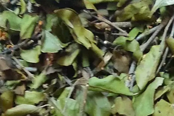 穿破石寄生